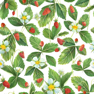 watercolor seamless pattern of wild strawberry leaves, berries and flowers