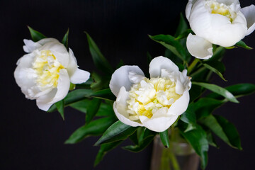White peonies flower bloom on the dark wooden background. Tender white flowers with green leaves. The peony or paeony is a flowering plant in the genus Paeonia.