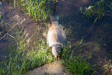 dead fish at the lake shore