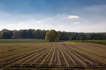 Fototapeta na wymiar Freistehender Baum auf Acker, Feld mit blauem Himmel