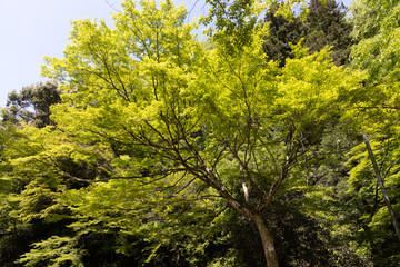 木