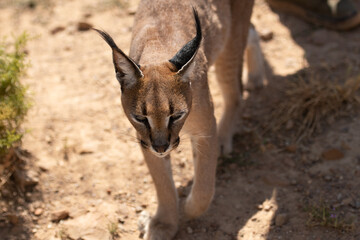 Single Caracal or Felis Caracal caracal, walking towards camera with ears pointing upwards. South Africa