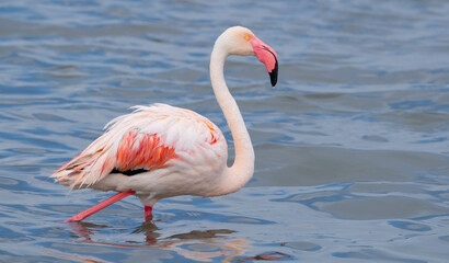pink flamingos in their natural ecosystem
