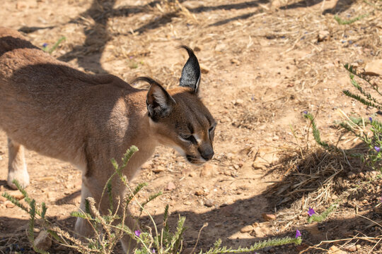 Single Caracal or Felis Caracal caracal, walking to right through green bush with small purple flowers and ears pointing upwards. South Africa