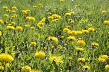 Obraz premium Dandelion (Taraxacum) field with grass. In sunny weather.