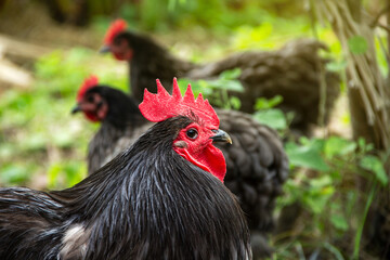 Chicken have red comb. Blue Australorp rooster and background with Hens in husbandry natural animal lifestyle farming garden organic in the backyard.