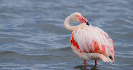 pink flamingos in their natural ecosystem
