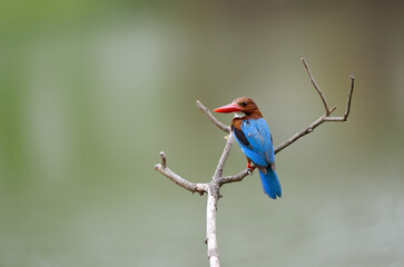 White-throated kingfisher common resident bird of Thailand which could be find in mangrove forest.