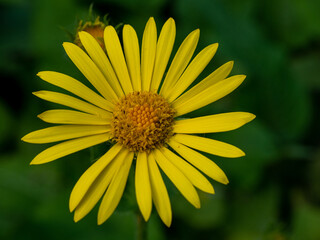 yellow chrysanthemum flower in the park