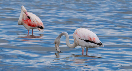 pink flamingos in their natural ecosystem
