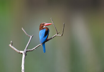 White-throated kingfisher common resident bird of Thailand which could be find in mangrove forest.