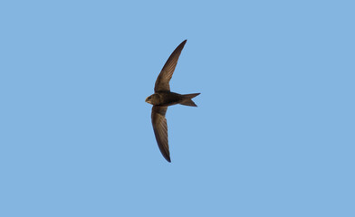 Common Swift (apus apus) flying over clear blue sky background
