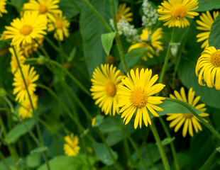 yellow chrysanthemum flower in the park
