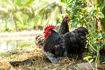 Male and female chickens ( rooster and hen ) blue australorp in husbandry natural animal free range lifestyle farming garden organic in the backyard.