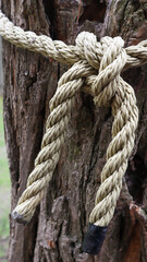 A brown rope knotted securely to a sturdy tree trunk. Close-up of the knot. Rope around the tree trunk. Wonderful natural environment. Close-up climbing a white rope. Vertical photography.