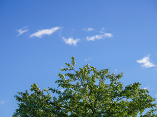 Fluffy clouds on a blue sky