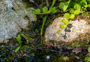 frog in a swamp by the water