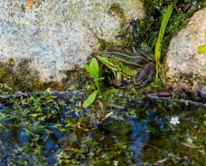frog in a swamp by the water
