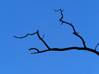 dry branches of an old tree against the blue sky