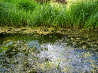 frog in a swamp by the water