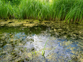 frog in a swamp by the water