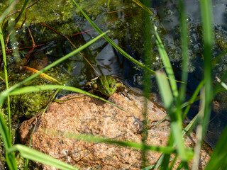 frog in a swamp by the water