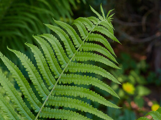 Tropical background green plant leaf South America forest jungle palm tree