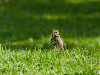 Cute little bird, Beautiful bird. Close up on bird