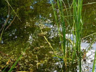 frog in a swamp by the water