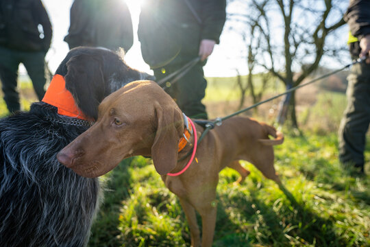Hunting dogs waiting to get command from gamekeeper.