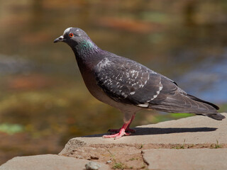 Cute little bird, Beautiful bird. Close up on bird