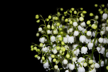 Lily of the valley flower on black background.