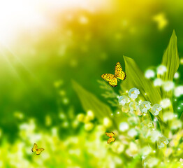 Spring landscape. flowers lily of the valley