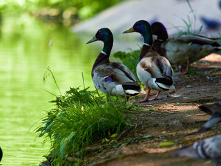 Ducks on the pond in the park. Wild ducks are reflected in the lake. Multi-colored feathers of birds. A pond with ducks and drakes. Duck feed on the surface of the water. Ducks eat food in the water