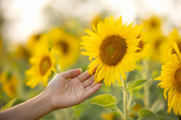 Fototapeta premium Women hands touching the sunflower. Beautiful sunflowers in garden. Sunflowers are cultivated for agricultural harvest.