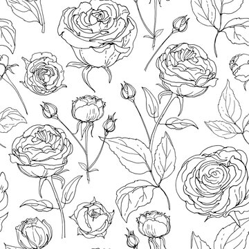 Flower pattern Roses. Ornament drawn by a black line vector on a white background