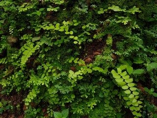 Maidenhair fern plants, green background