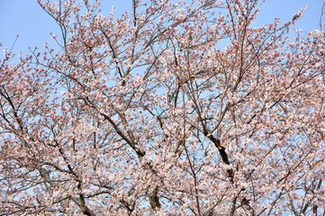 桜咲く春色の風景
