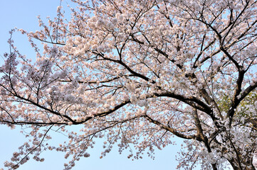 Obraz na płótnie Canvas 桜咲く春色の風景 