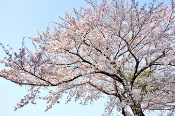 桜咲く春色の風景
