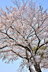 桜咲く春色の風景
