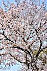 桜咲く春色の風景
