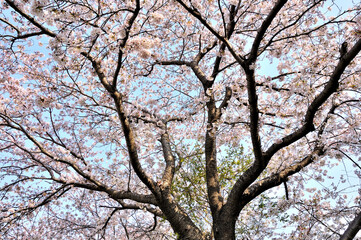 桜咲く春色の風景
