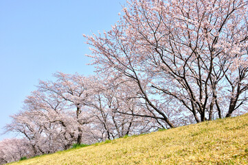 桜咲く春色の風景
