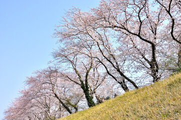 Obraz premium 桜咲く春色の風景 