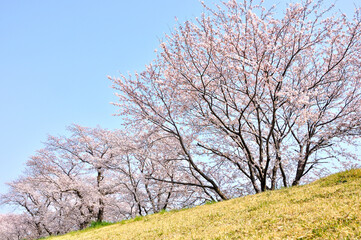 Obraz premium 桜咲く春色の風景 