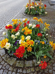 Fototapeta na wymiar round flower bed with tulips beside the paved road