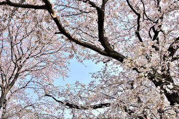 桜咲く春色の風景
