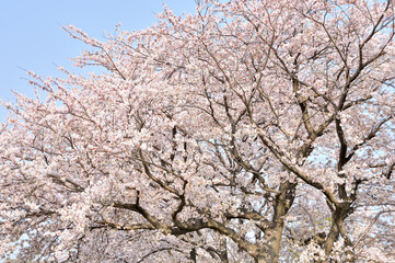 桜咲く春色の風景
