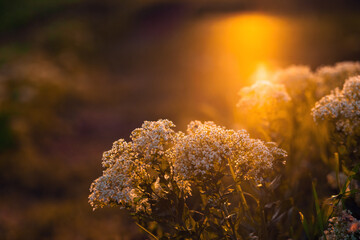 Close up wild flowers in sunset light.